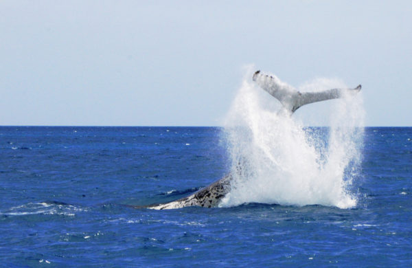 Humpback whale diving in water on Long Beach whale watching tours