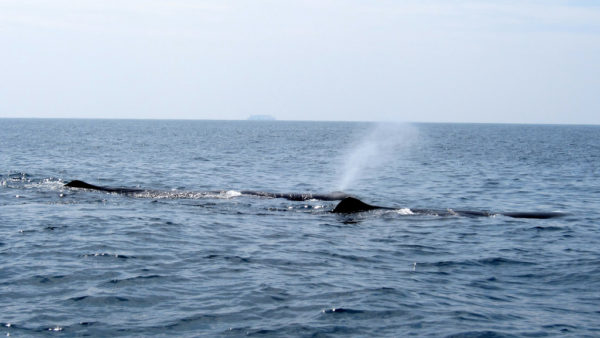 whale pod spouting water on Long Beach whale watching cruise