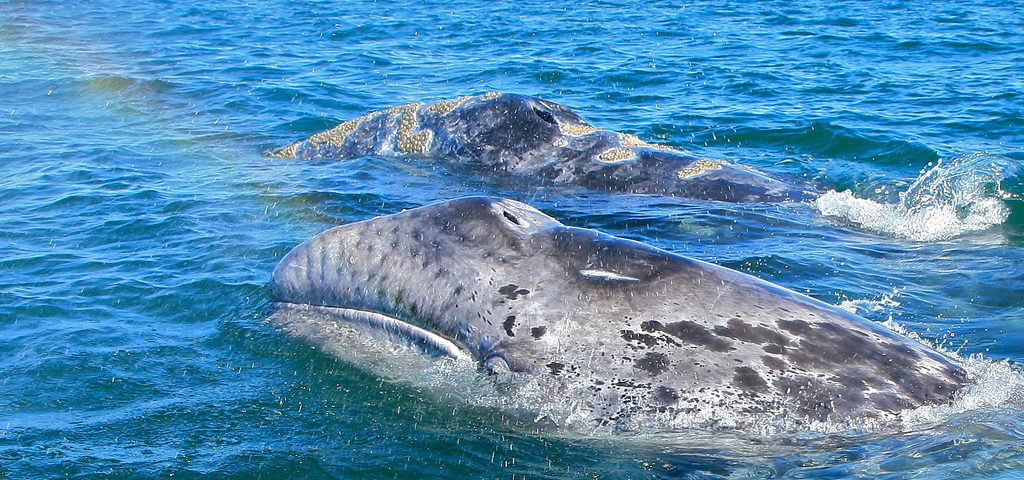 gray whales on whale watching Los Angeles tour