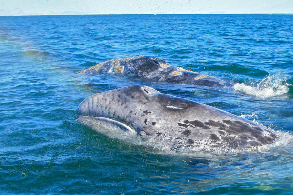 gray whales on whale watching Los Angeles tour