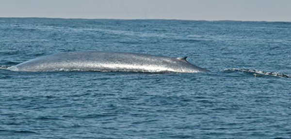 Gray whale sighting on LA whale watching cruise