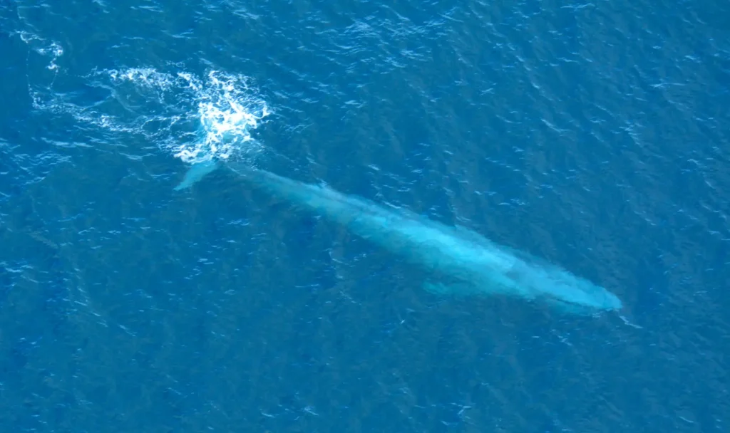 A blue whale gliding through the ocean, showcasing its immense size.