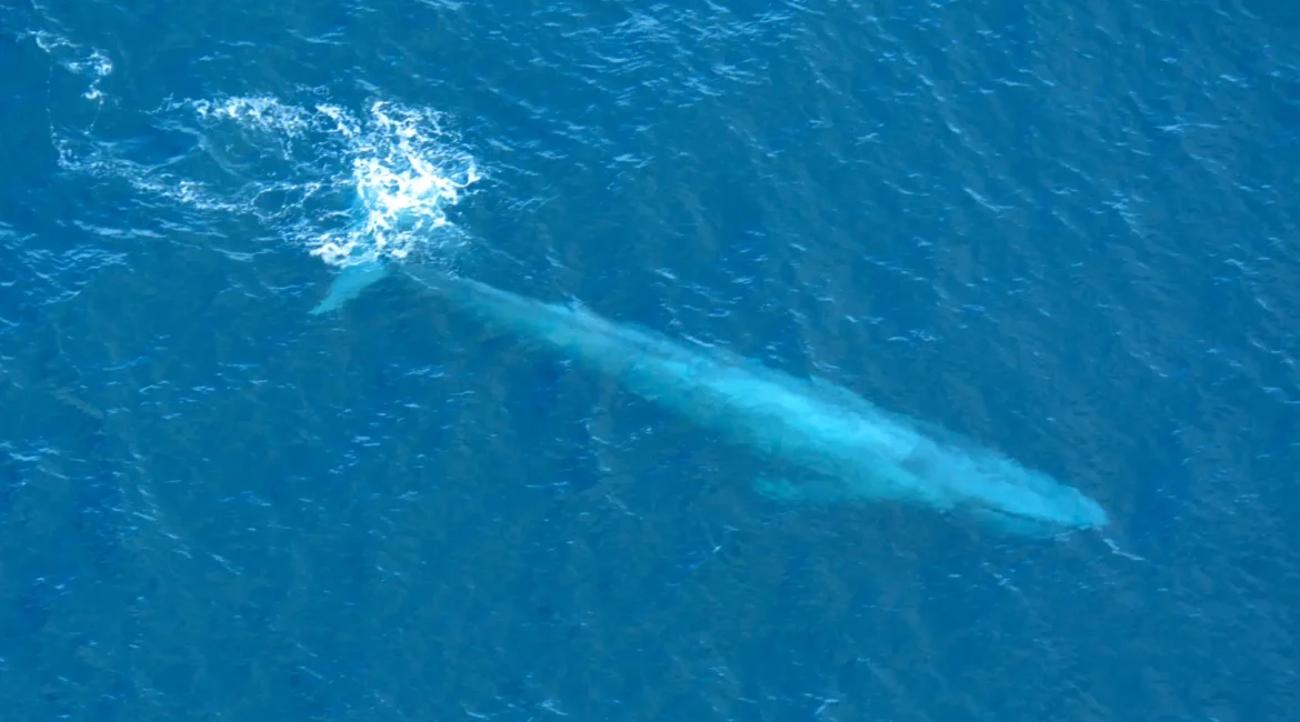 A blue whale gliding through the ocean, showcasing its immense size.