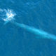 blue whale underwater on Los Angeles whale watching cruise