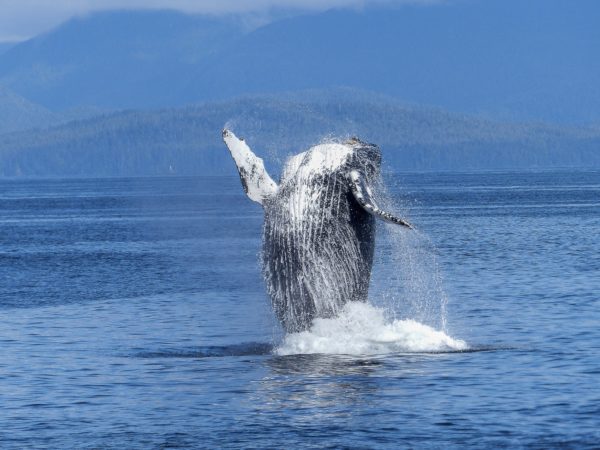 Humpback whale jumping out of water on Long beach whale watching tour