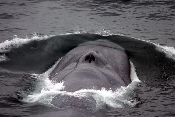 blue whale blow hole on whale watching long beach cruise