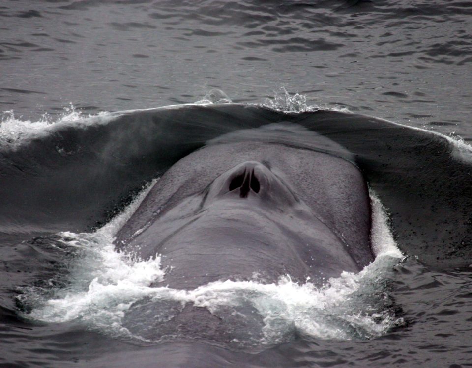 blue whale blow hole on whale watching long beach cruise