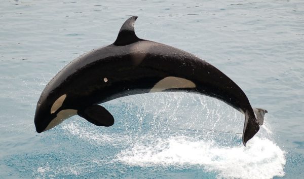 Killer whale jumping out of water on Long Beach whale watching tour
