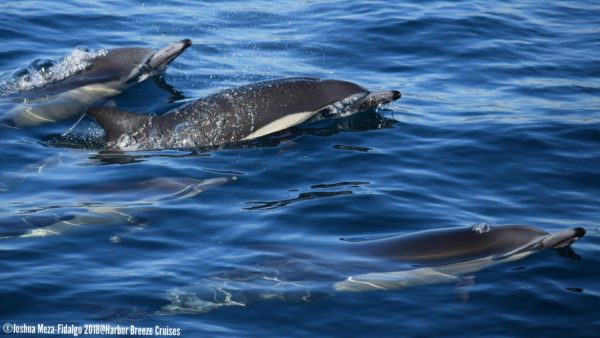 Common dolphin sighting on Long Beach whale watching cruise