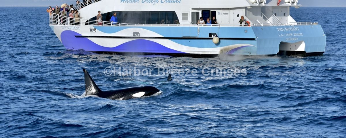 Beautiful orca whale sighting on Long Beach whale watching cruise