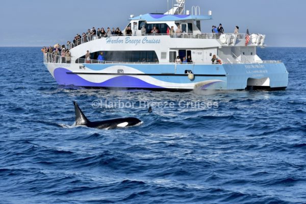 Beautiful orca whale sighting on Long Beach whale watching cruise