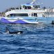 Beautiful orca whale sighting on Long Beach whale watching cruise