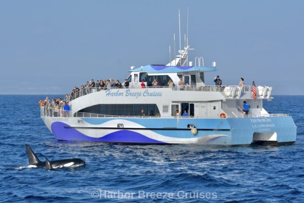 Orca whale spotting during Harbor Breeze LA whale watching cruise