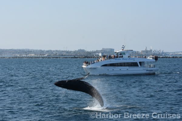 Whale jumping out of water during LA whale watching tour