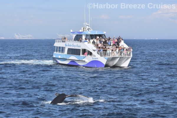 Harbor Breeze Long Beach whale watching cruise fleet in the ocean