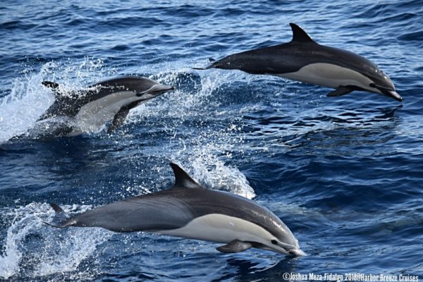 Common Dolphin Sightings on LA whale watching cruise