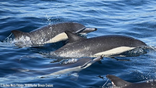 Common dolphin pod sighting on Los Angeles whale watching cruise