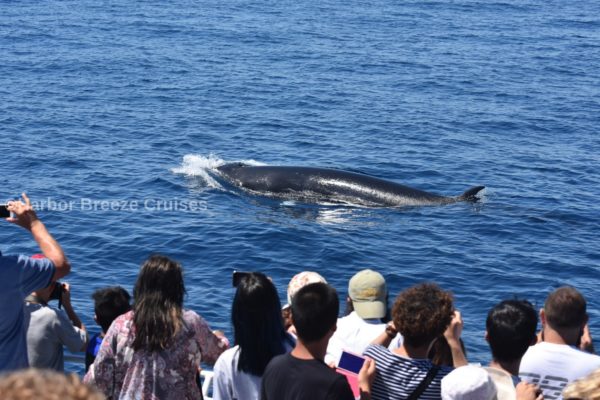People taking picture of gray whale on Los Angeles whale watching tour