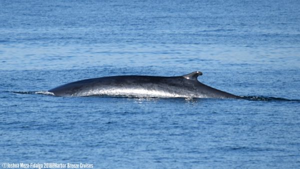 Gray Whale spotting on LA whale watching tour
