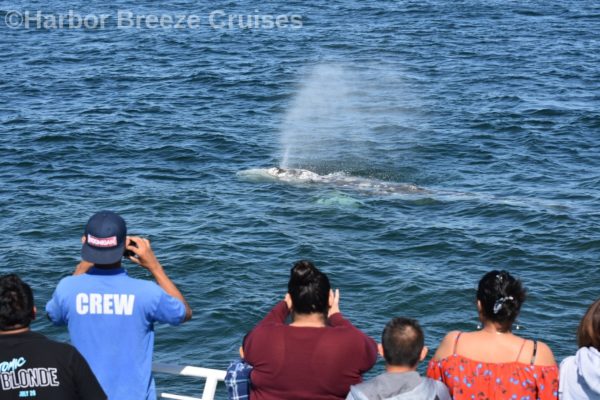 whale spouting water on Long Beach whale watching tour