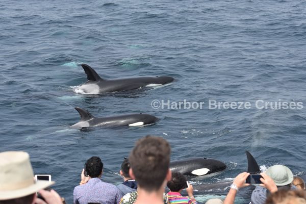 Killer Whale on LA whale watching tours
