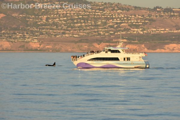 Harbor Breeze Long Beach Whale Watching Cruise Fleet