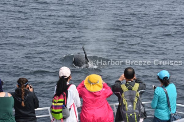 Orca whale sighting on whale watching Long Beach cruise