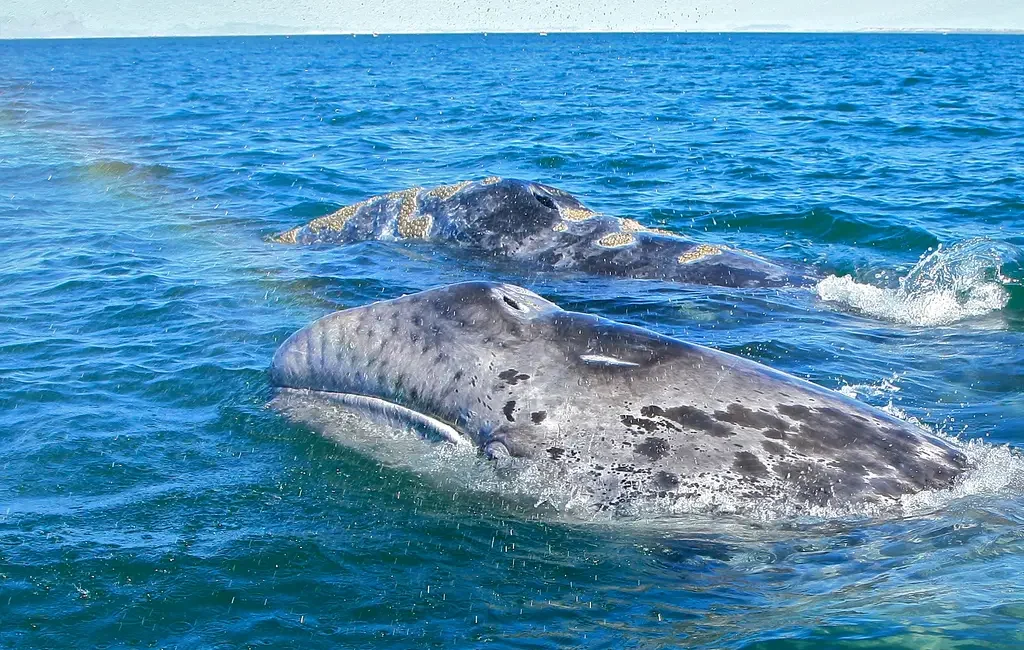 Two gray whales glide through the ocean, accompanied by a stunning rainbow in the sky.