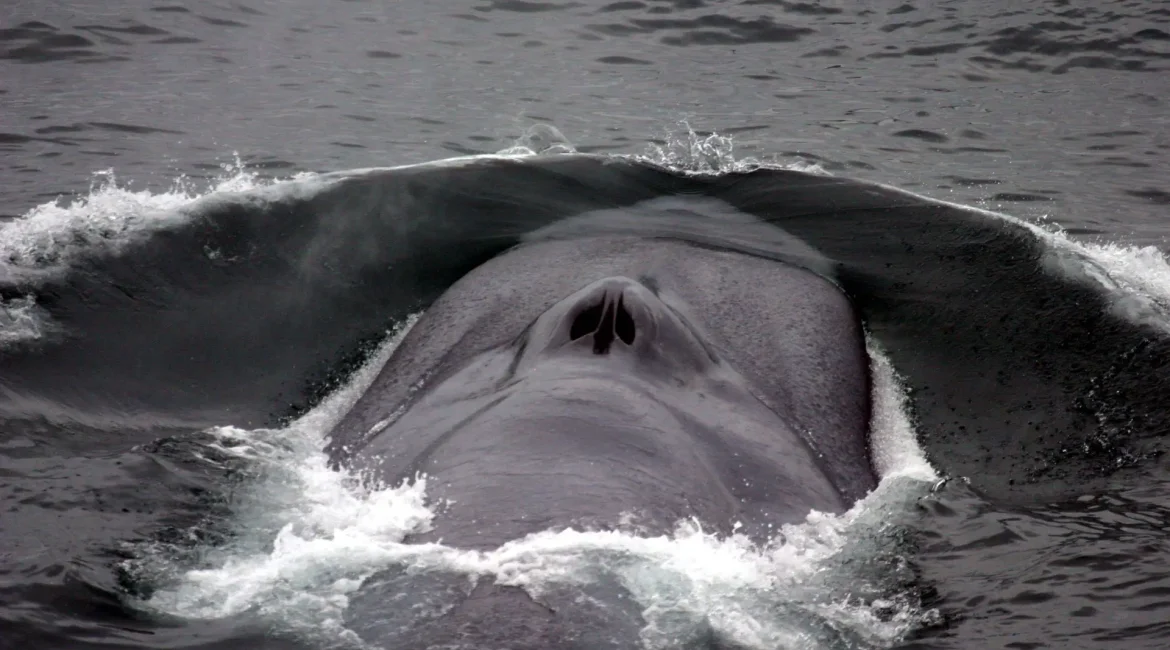A whale's head is visible above the water, illustrating its grandeur.