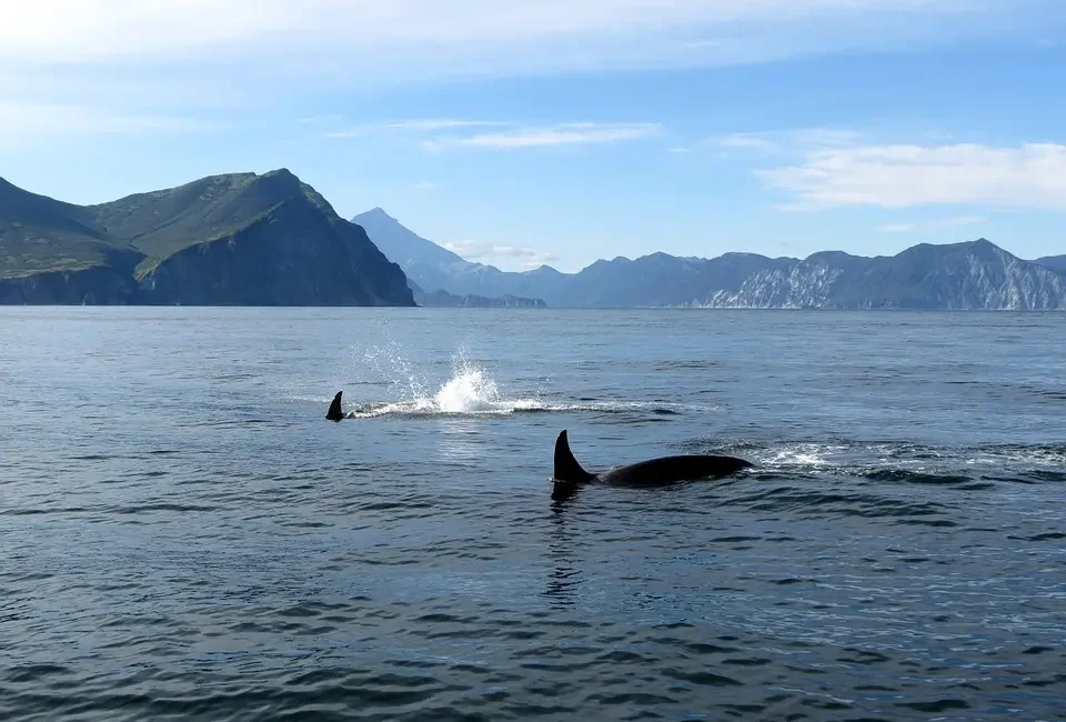 Two orcas glide through the ocean waters, framed by distant mountains.