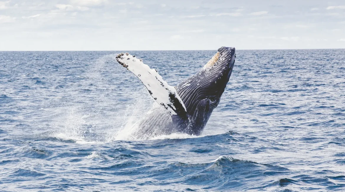 A humpback whale jumps from the ocean, creating a splash.