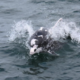 Dolphin jumping on Los Angeles whale watching cruise