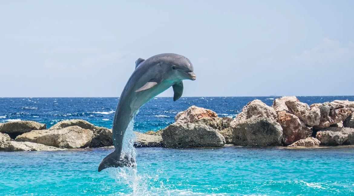 A dolphin gracefully jumps out of the water, showcasing its agility.