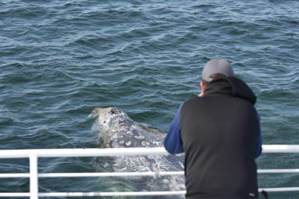 Humpback whale sighting on LA whale watching cruise
