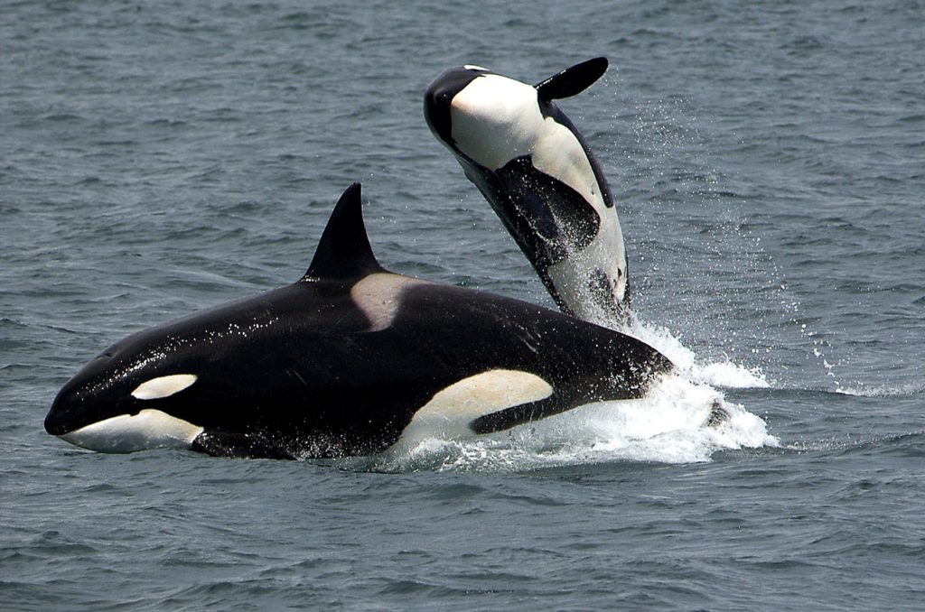 Do Whales Give Birth or Lay Eggs? - Harbor Breeze Cruises