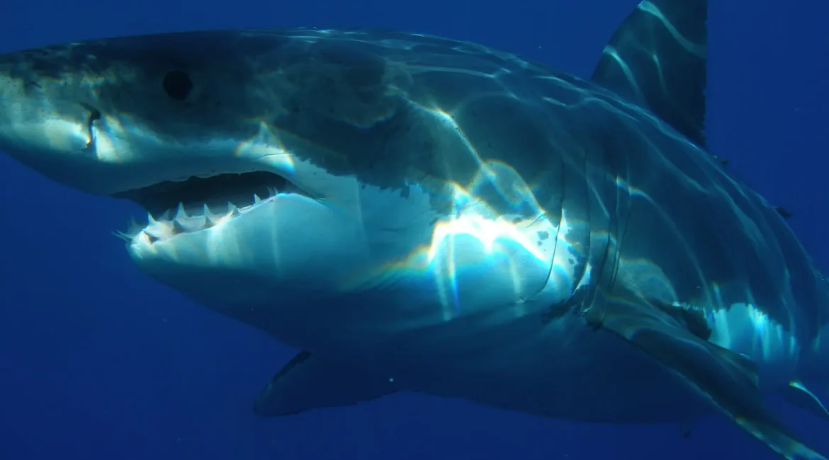 Great white shark swimming in the ocean, showcasing its powerful form.
