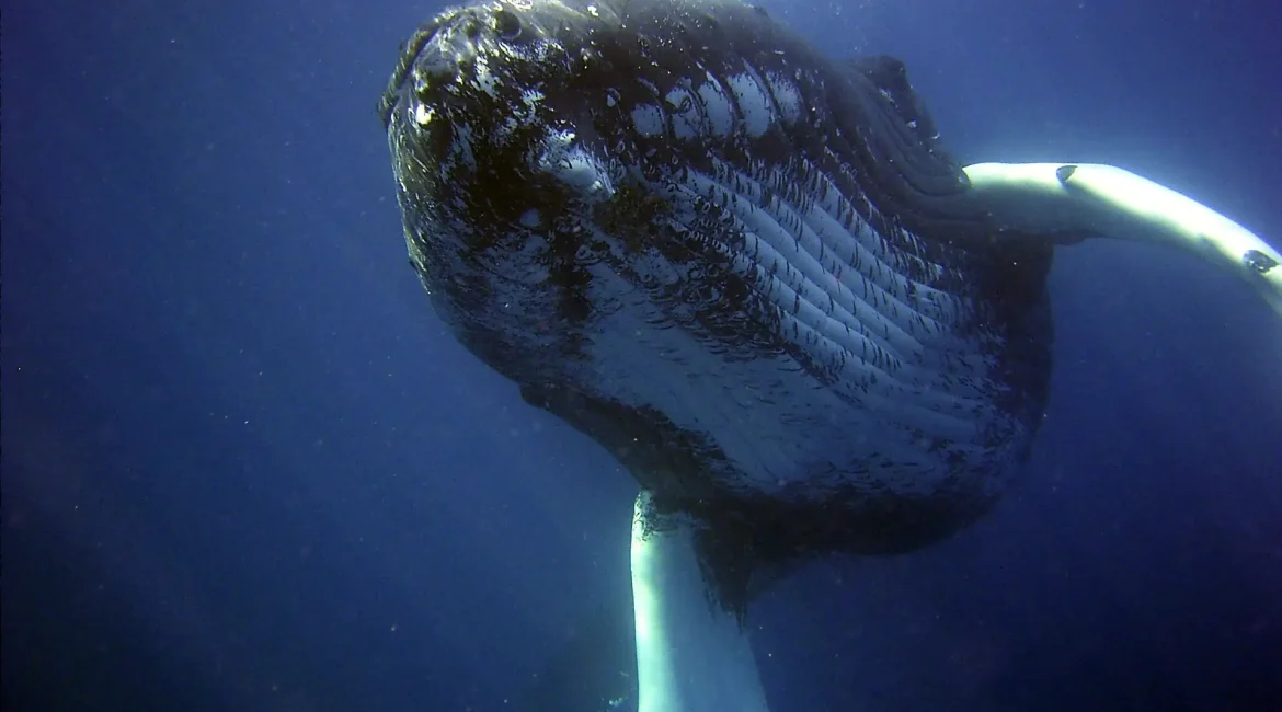 A humpback whale swims gracefully underwater in the ocean.