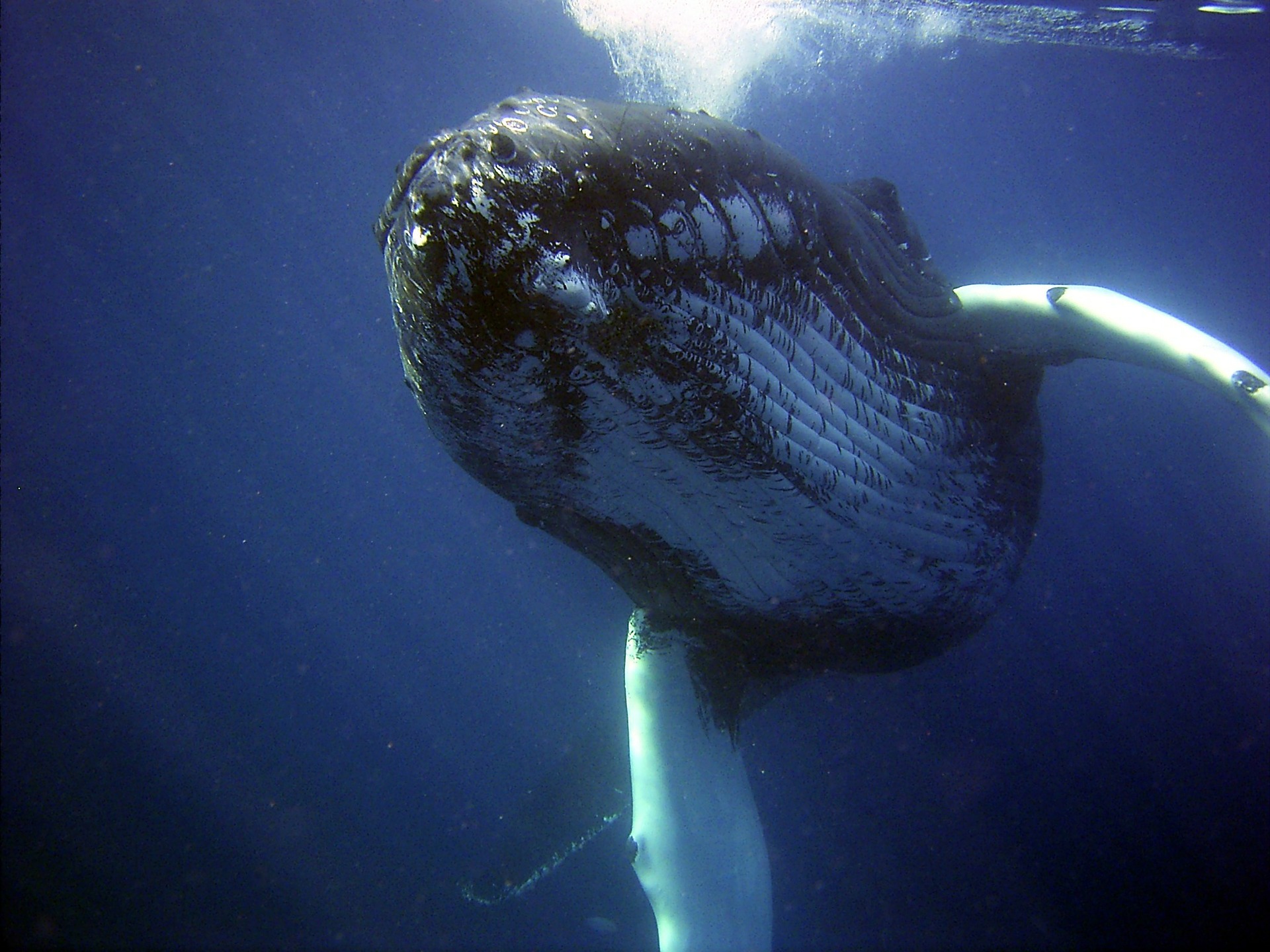 How Long Can a Whale Stay Underwater? - Harbor Breeze Cruises