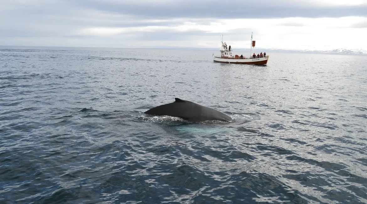 A whale swims gracefully in the ocean, close to a boat.