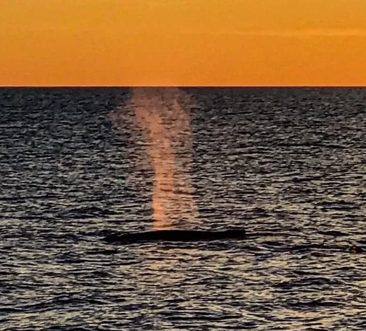 A whale spouts a misty spray from the ocean surface.