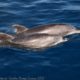 two dolphins swimming