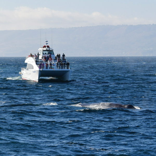 Blue Whale Sighting - LA Whale Watching