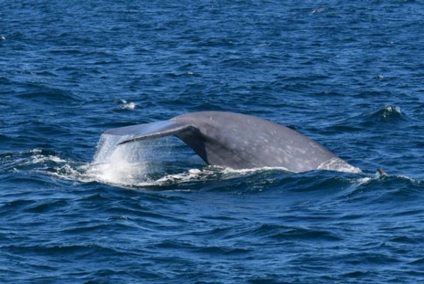 Blue Whale Tail Fin - LA Whale Watching