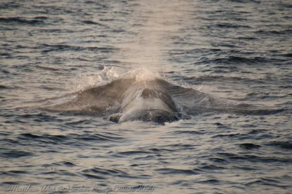 Whale Blow Spout