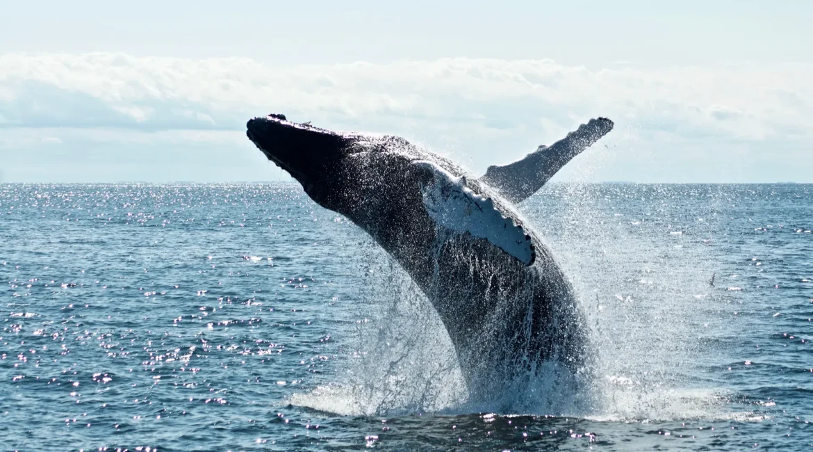 A humpback whale leaps out of the ocean, creating a splash.