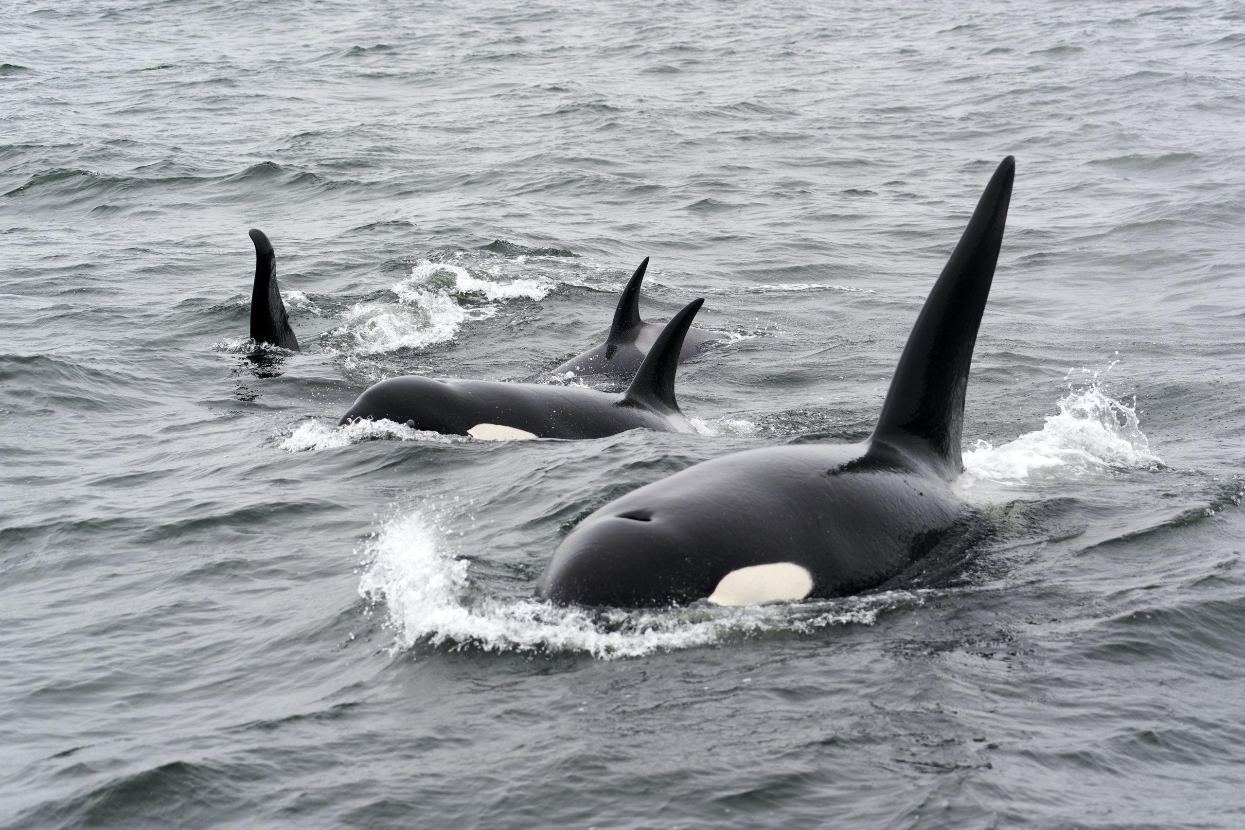 Why are killer whales so friendly?