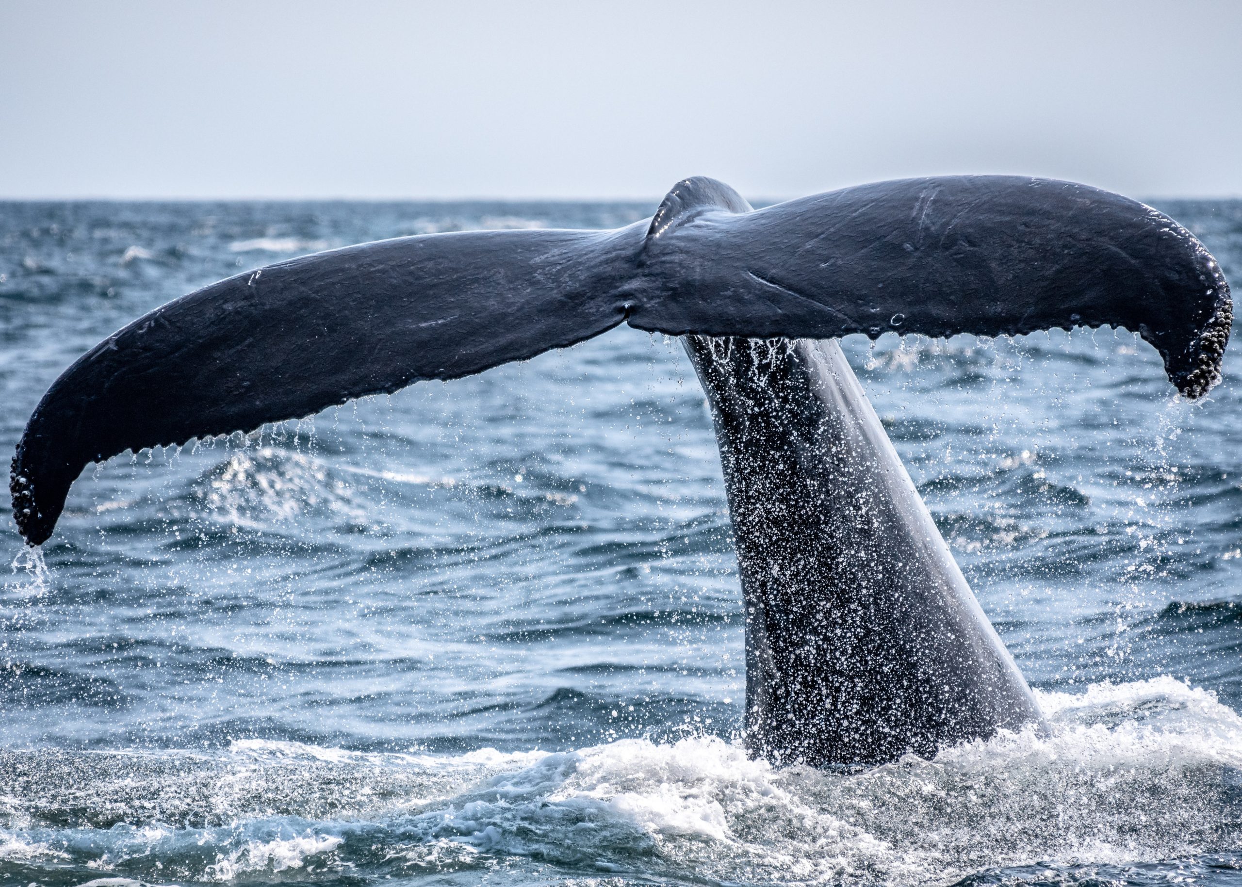 How Do Whales Defend Themselves? - Harbor Breeze Cruises