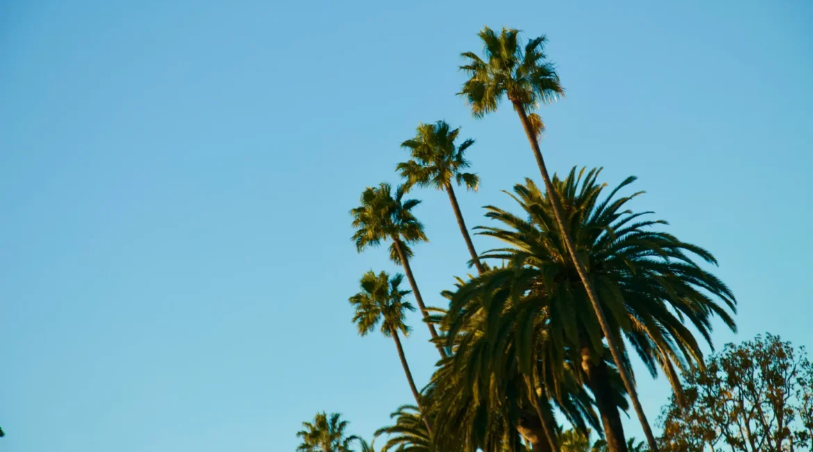 Tall palm trees set against a vivid blue sky, creating a serene tropical atmosphere.