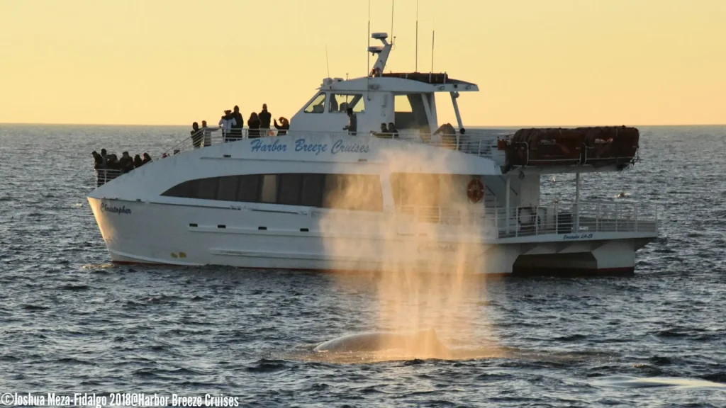 A whale breaches the surface, spraying water from its mouth.