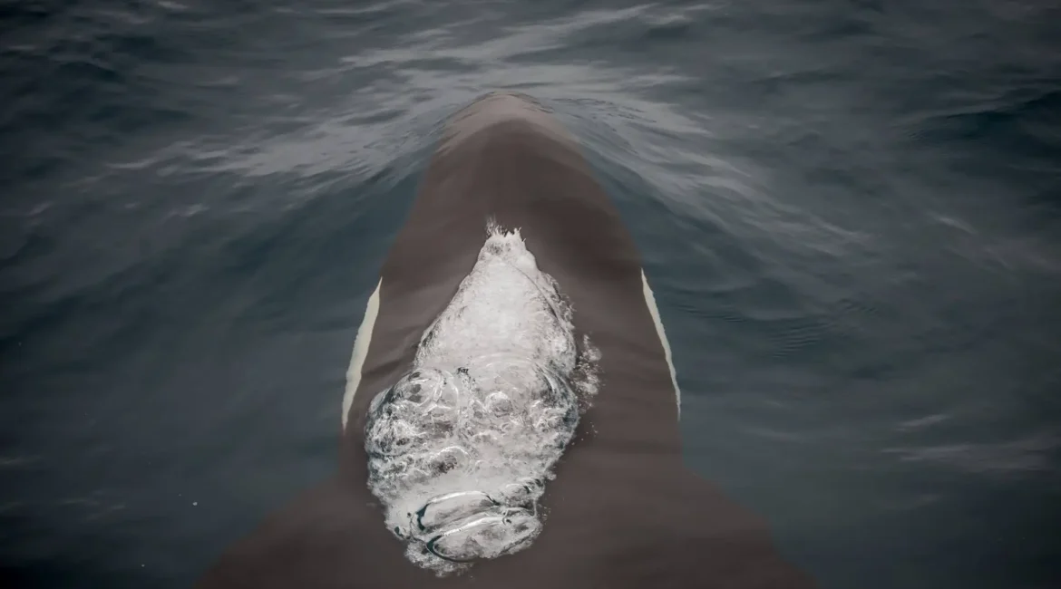 An aerial perspective of an orca whale in the ocean.